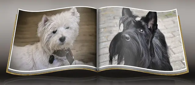 black westies