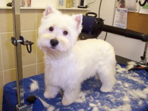 westie fur