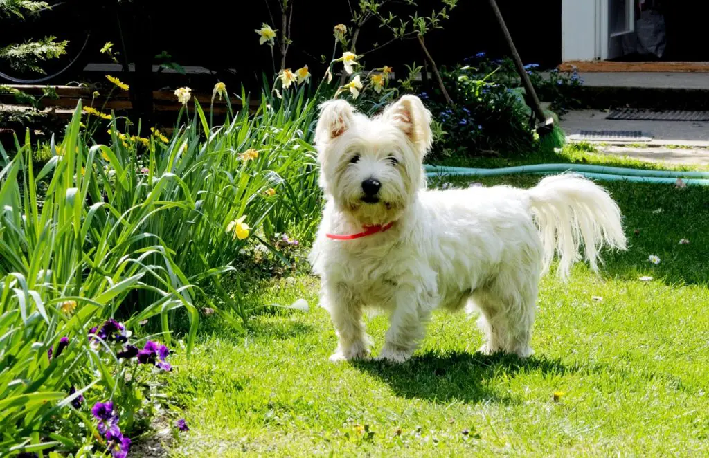 scotch highland terrier