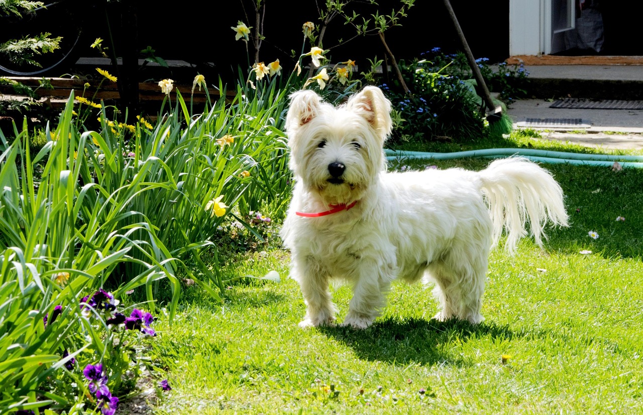 crate training a westie puppy