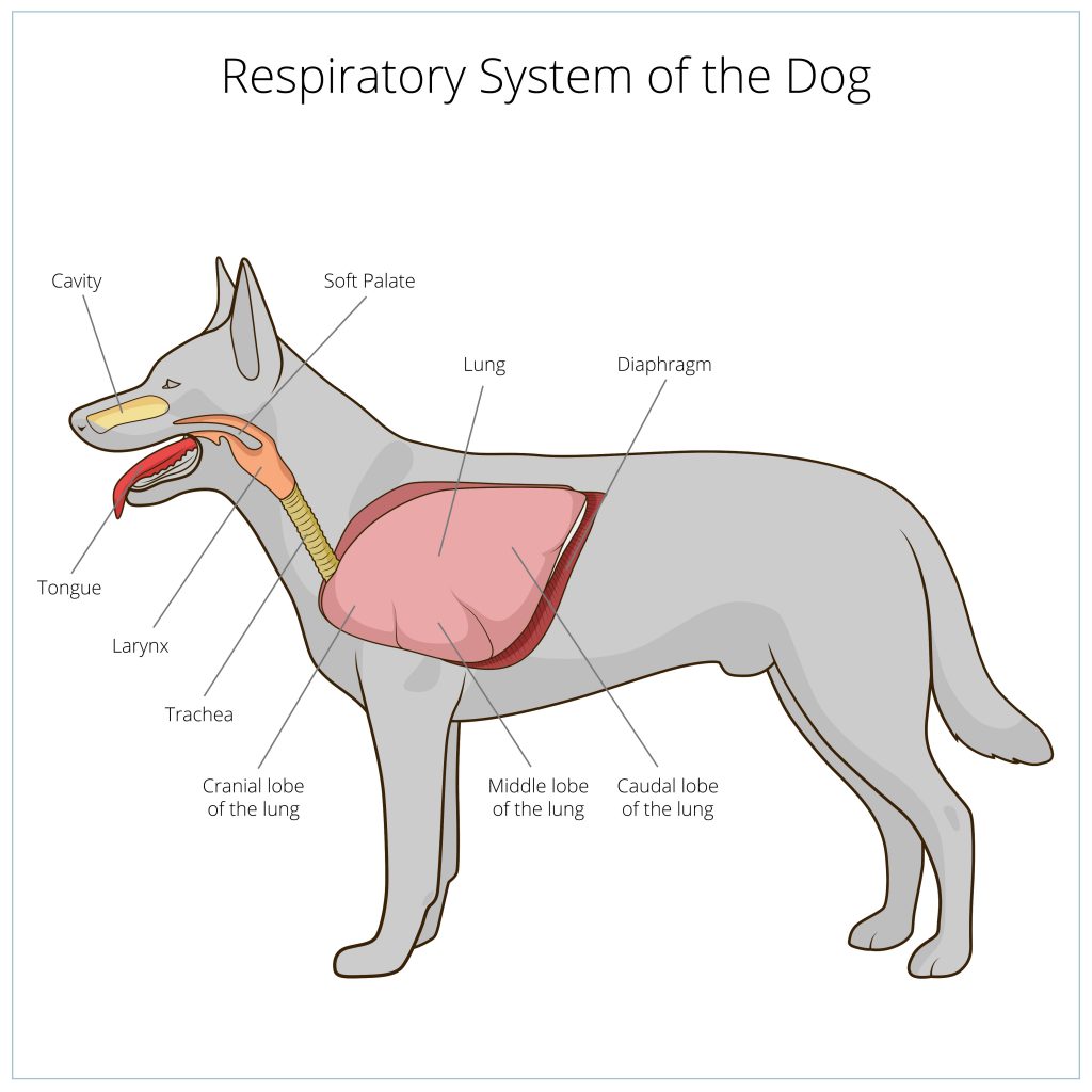 Westie Lung Disease Everything You Must Know