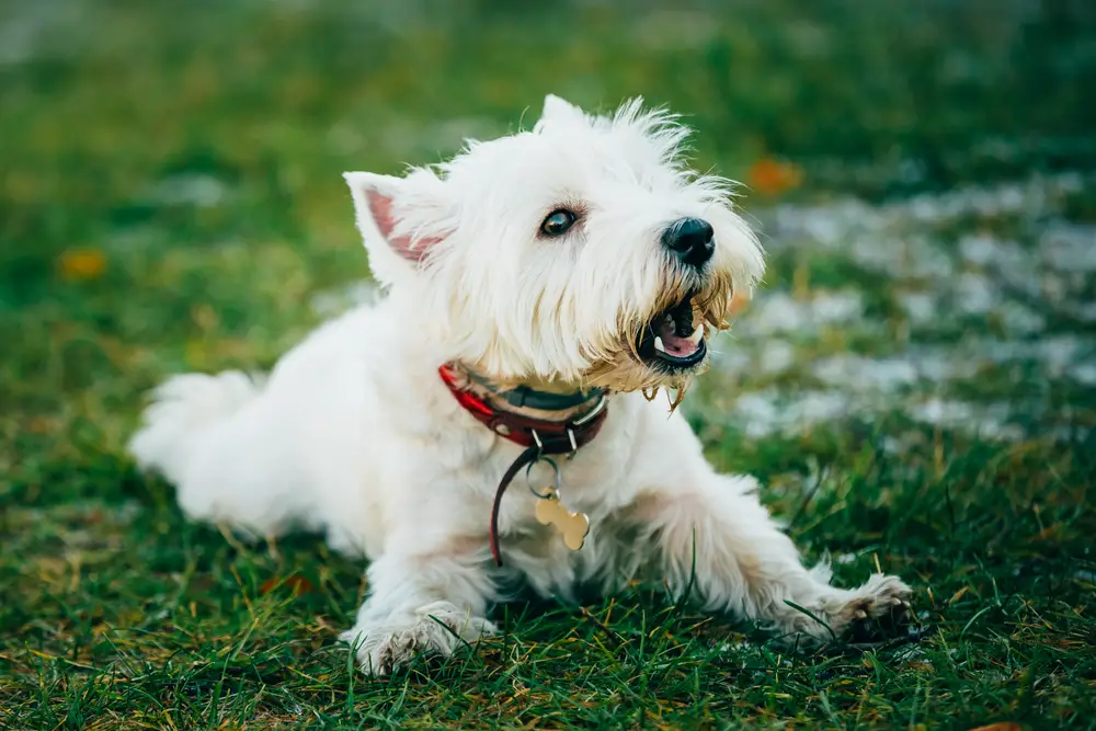 how long can a westie be left alone