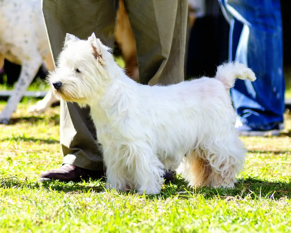 Westie Lung Disease