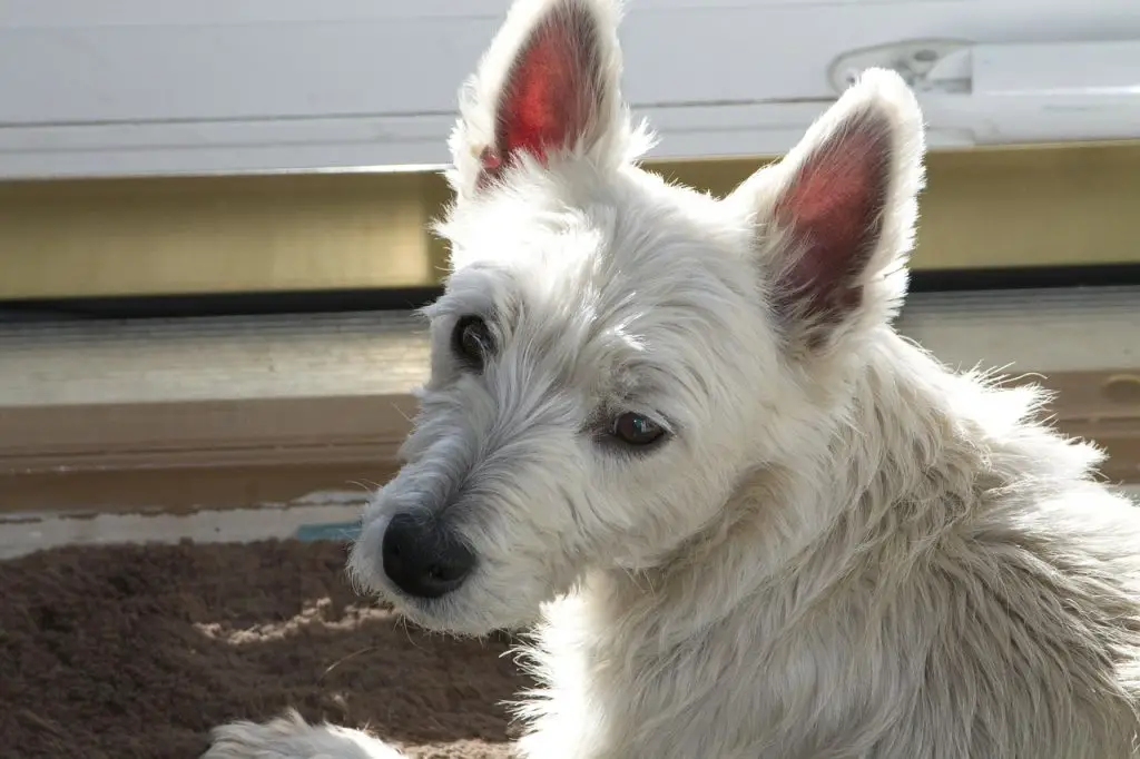 Westie Puppy