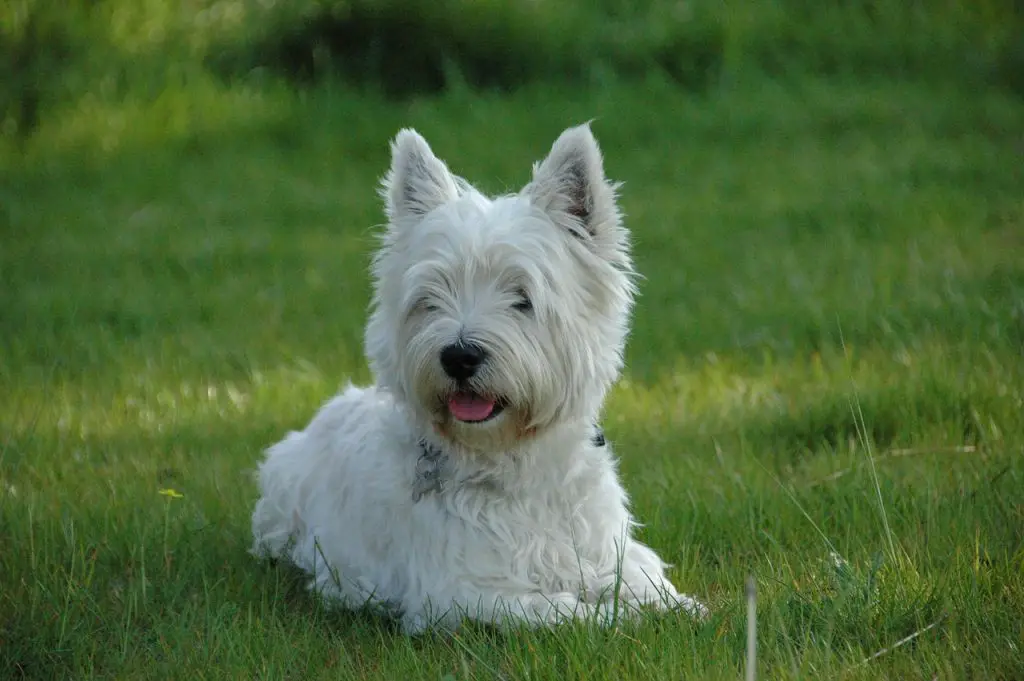 white highlander dog