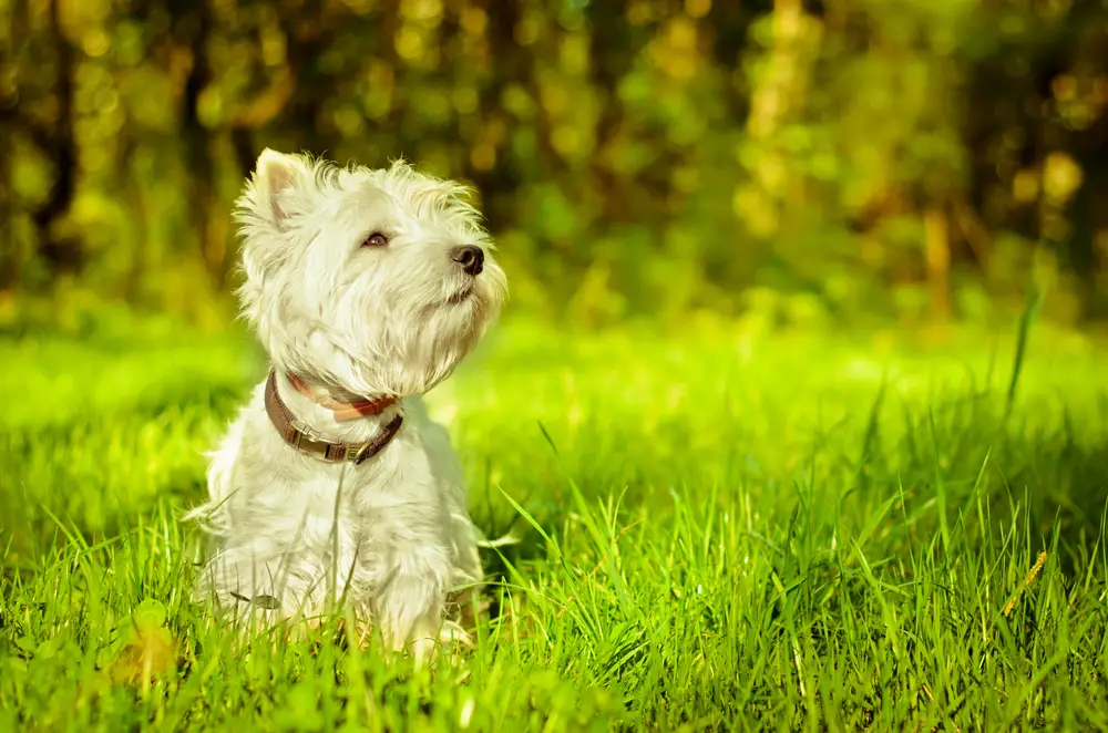 atopic dermatitis westie treatment