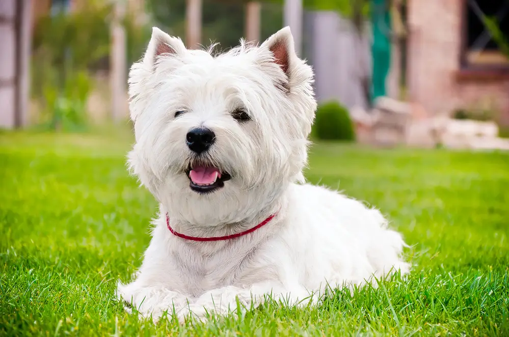 Westie lying on grass after getting groomed