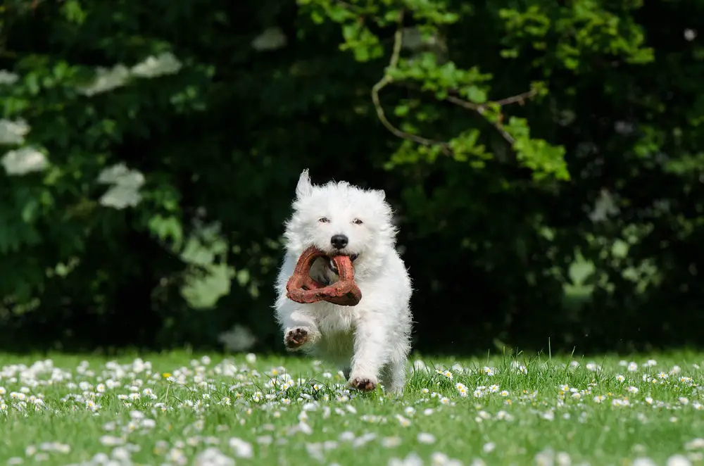 Westie outside getting some exercise