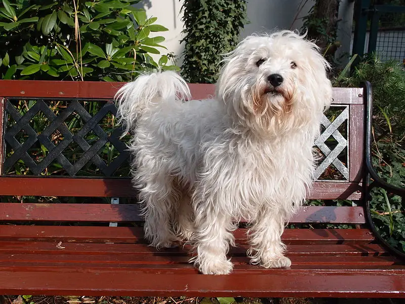 west highland terrier cross