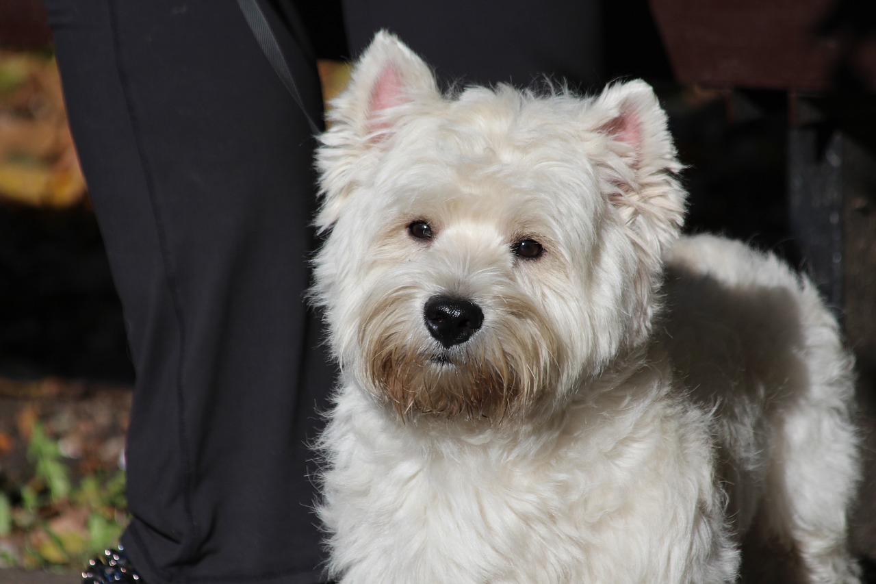 How To Get Rid Of Westie Tear Paw And Beard Stains