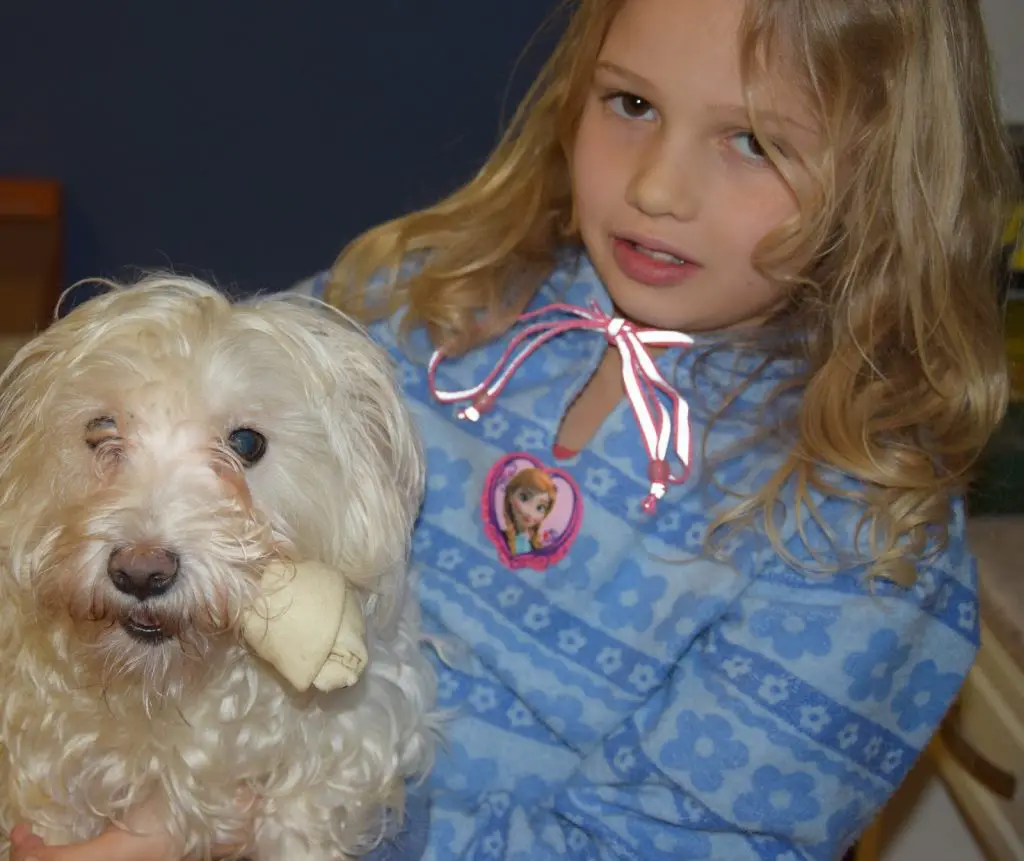 mixed breed bichon frise