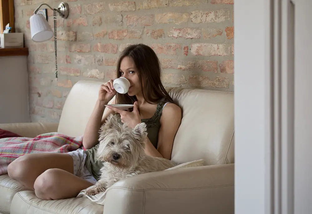 Westie cuddling with owner on the couch