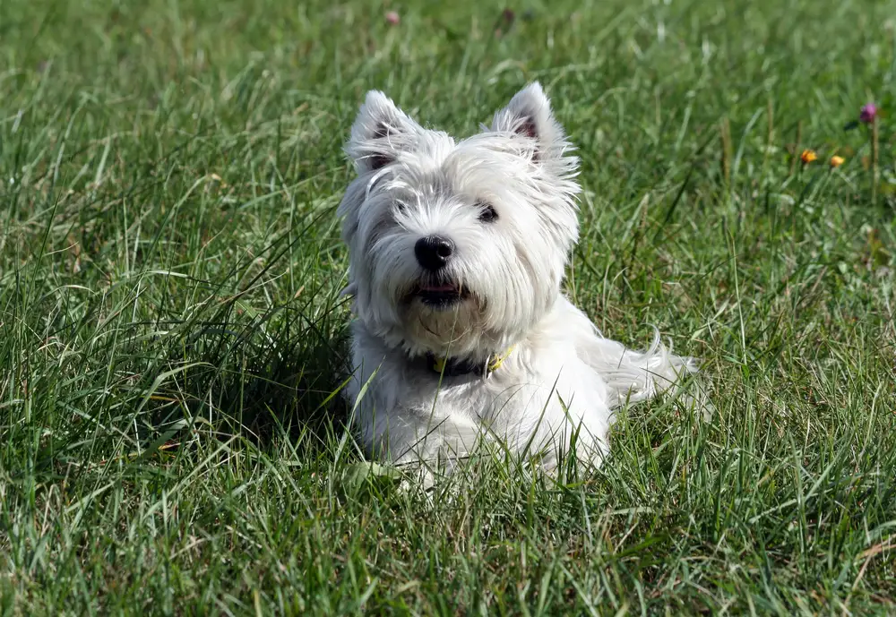 Westie sitting in the grass