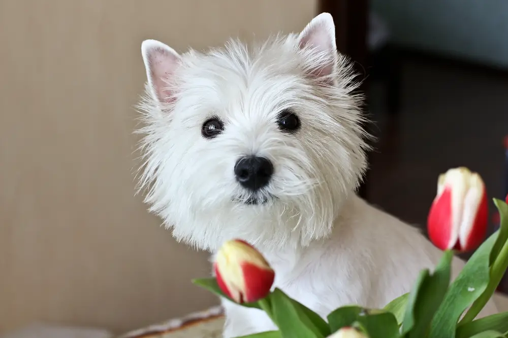 Westie showing signs of separation anxiety