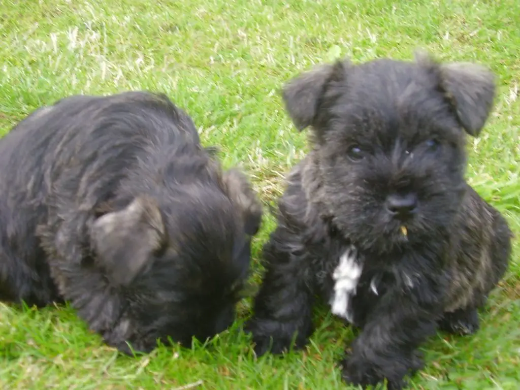 cairn terrier and schnauzer mix