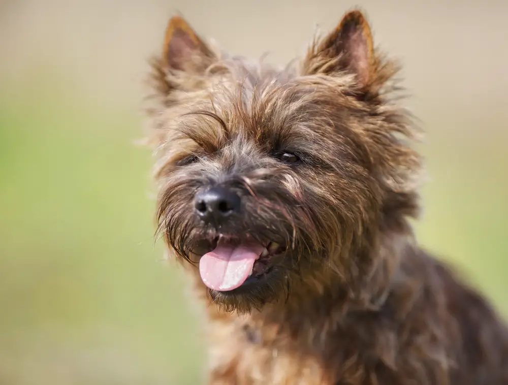 cairn terrier west highland white terrier