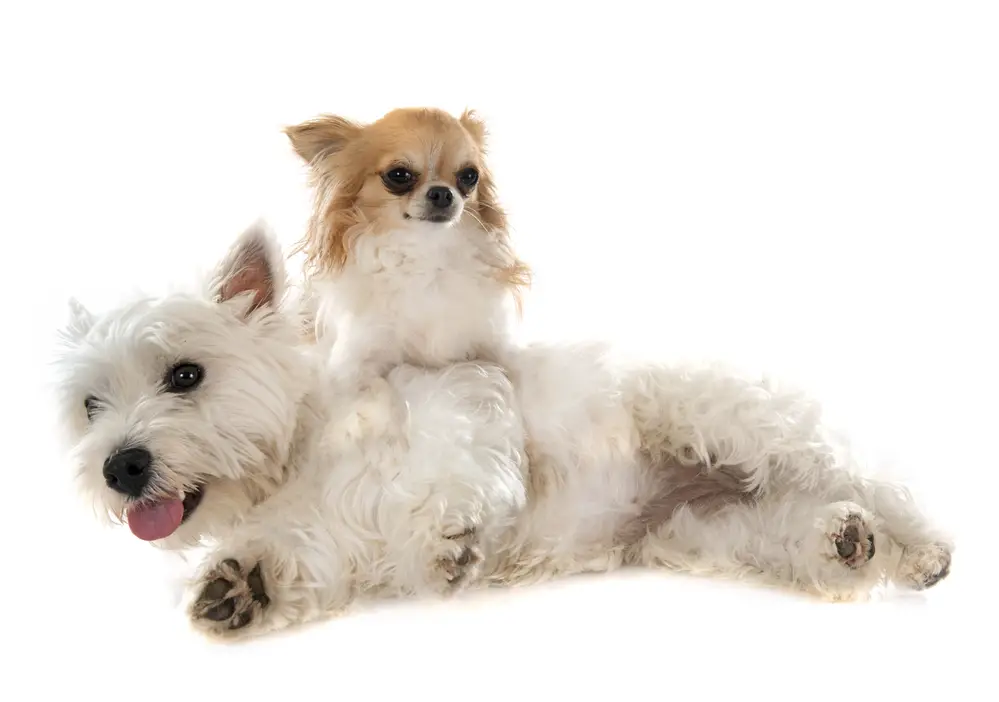 Westie and Chihuahua hanging out