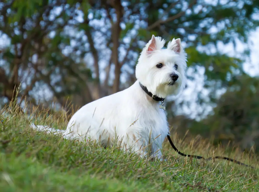Westie on leash being trained as a service dog
