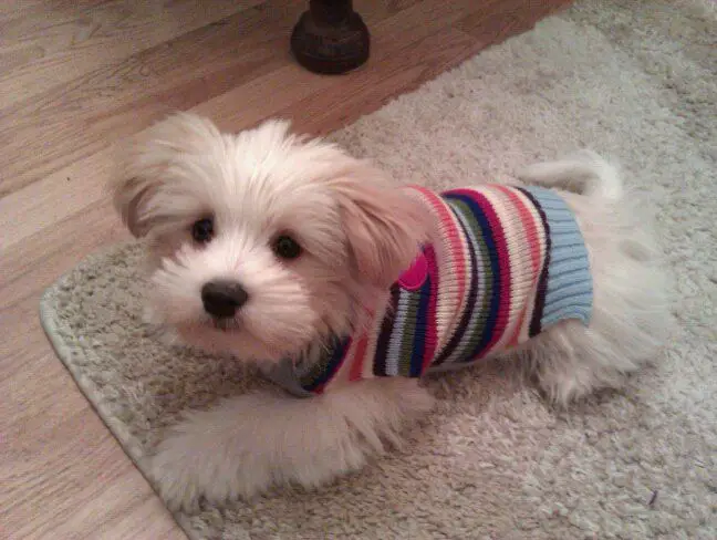 Westie deals beagle cross