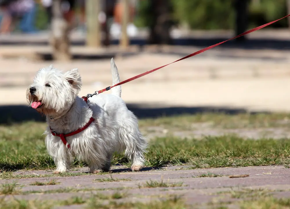 Westie being walked outside on a leash
